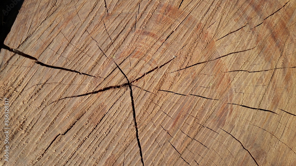 Fototapeta premium Tree wood trunk texture cut wooden