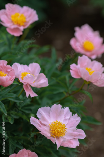 Beautiful pink peonies in the garden.