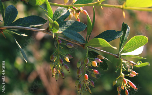 фотографія this is the leaves and the fruits of a plant called indian barberry( berberis aristata)
