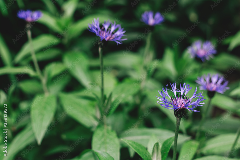 Fototapeta premium Beautiful blue cornflowers in a garden.