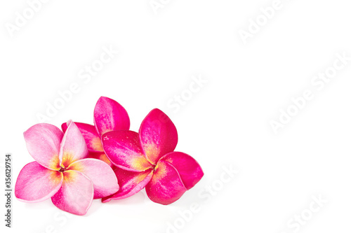 Three pink tropical frangipani or plumrria flower isolated on white background with copy space