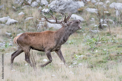 Portrait of Red deer male in rutting season  Cervus elaphus 
