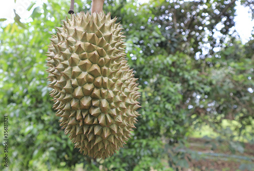 Fresh durian fruit on tree the king of fruits. © สมปอง ป้องปิด