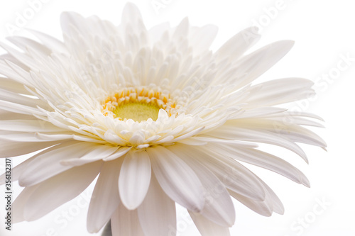 Festive blooming white gerbera daisy flower close-up on a white background