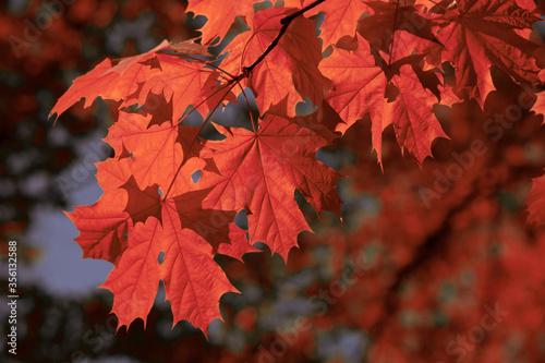 Red maple leaves on the branches