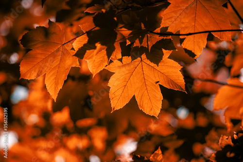 Red maple leaves on the branches