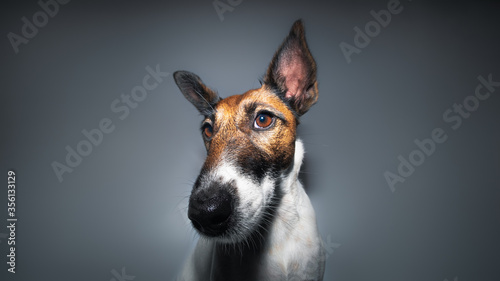 Close-up portrait of a fox terrier, wide angle lens. Studio shot of a dog's face, big long nose, moody shot