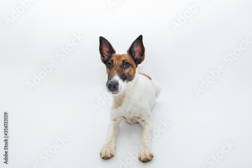 Smooth fox terrier dog in white backdrop. Studio shot of a cute puppy in isolated background