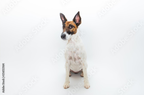 Fototapeta Naklejka Na Ścianę i Meble -  Smooth fox terrier dog in white backdrop. Studio shot of a cute puppy in isolated background
