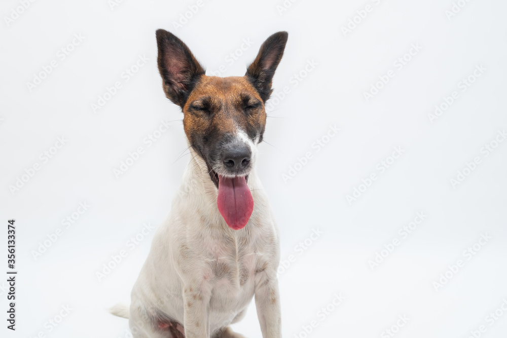 Happy dog with closed eyes, studio backdrop. Smooth fox terrier puppy smiling, concept of happy pets