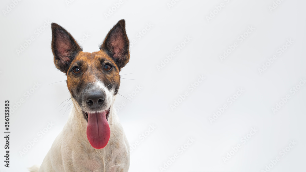Cute smiling fox terrier dog, white backdrop and copy space. Happy and beautiful puppy looking at camera