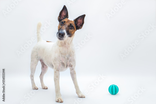 Funny smooth fox terrier with tilted head next to a toy ball  studio backdrop. Playing with pets  active playful dog concept  isolated white background