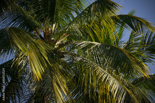 A beautiful view of a tropical coconut tree branch with blue sky background
