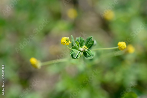 Black medick