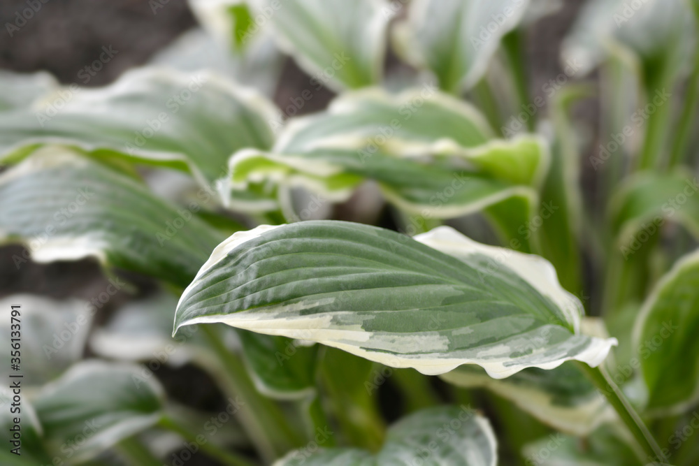 White-margined wavy plantain lily White-margined wavy plantain lily
