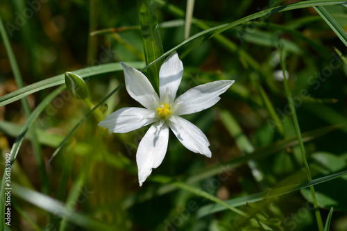 Garden star-of-Bethlehem