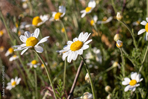 Chamomile field, a lot of chamomile pharmacy medicines.