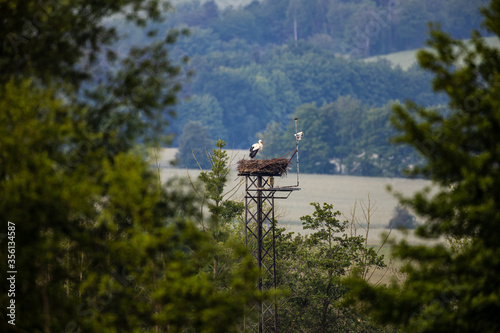 The aerie of a white stork photo