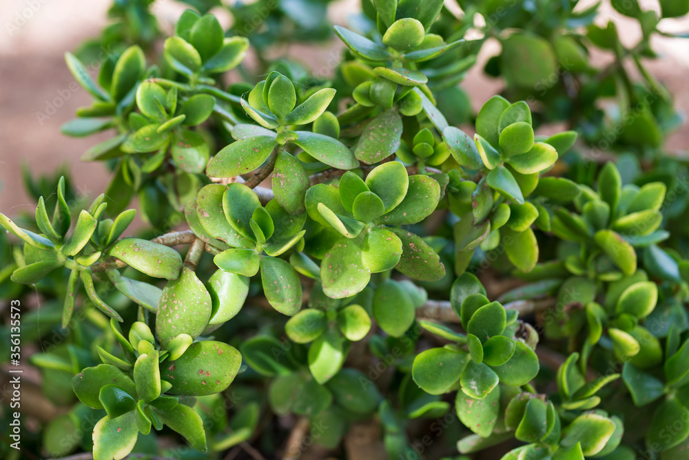Closeup nature view of green Crassula ovata in garden at summer . Natural background blur or wallpaper. Closeup nature view of green Crassula ovata in garden at summer . Natural background blur or wallpaper.