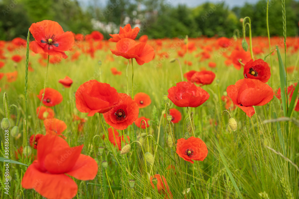 Obraz premium Mohnblumenfeld