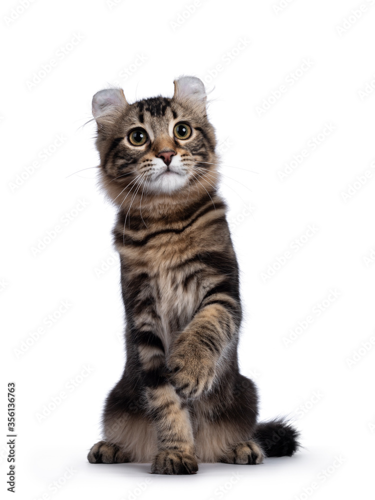 Adorable black tabby blotched American Curl cat kitten, sitting facing front. Looking beside camera with yellow eyes and paw playful in air. Isolated on white background. Adorable black tabby blotched American Curl cat kitten, sitting facing front. Looking beside camera with yellow eyes and paw playful in air. Isolated on white background.