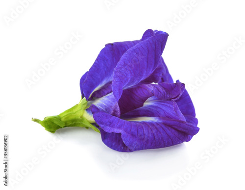 Clitoria ternatea or Aparajita flower isolated on white background photo