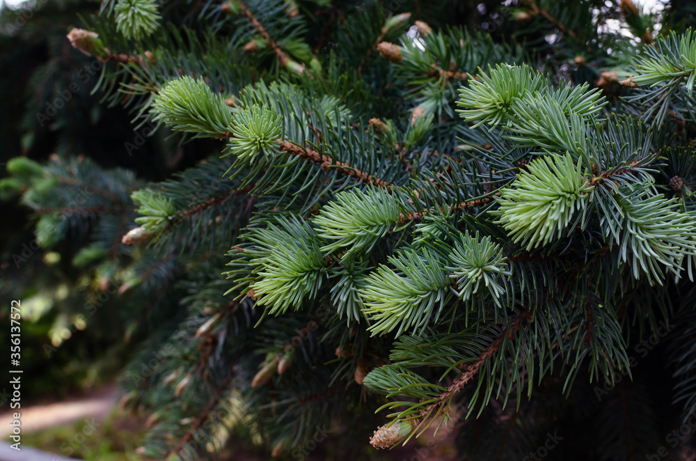 young needles on a spruce branch, beautiful background