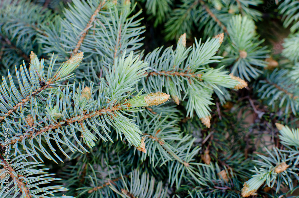 young needles on a spruce branch, beautiful background