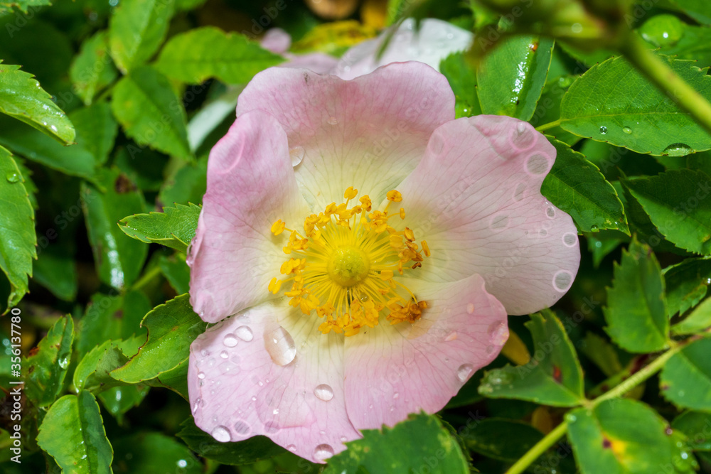 Obraz premium Blumenblüte mit Blätter