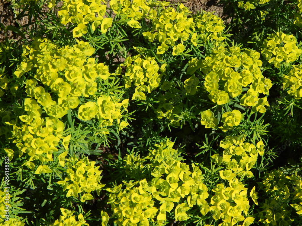 Euphorbia cypress, small yellow flowers, detail Euphorbia cypress, small yellow flowers, detail