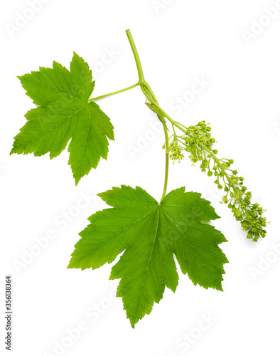 Maple brranch with leaves and flowers photo