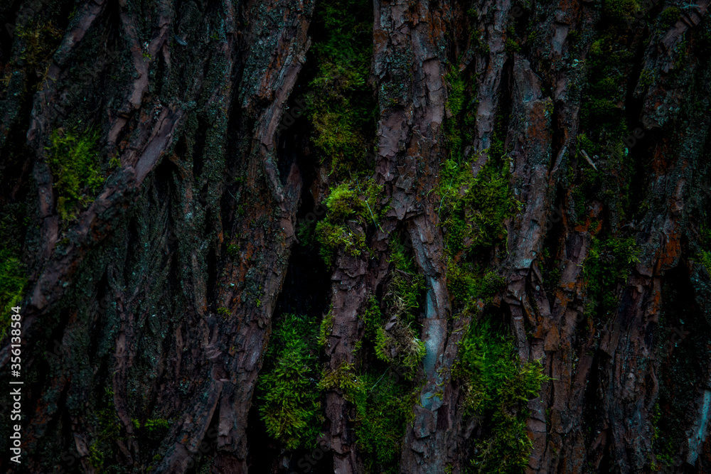 textured texture of a tree with moss growing on it.