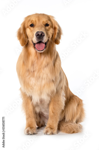 happy dog golden retriever seated on white backgroud