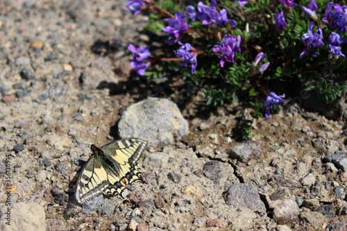 A close up of Papilio machaon, the Old World swallowtail puddling on the stony ground in area of Gorely Volcano in august, Kamchatka Peninsula, Far East Russia photo