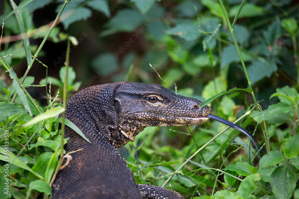 A close up view of an iguana A close up view of an iguana