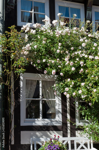 Idyllische Rosen Pracht
