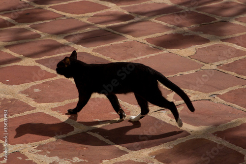 black cat on the ground