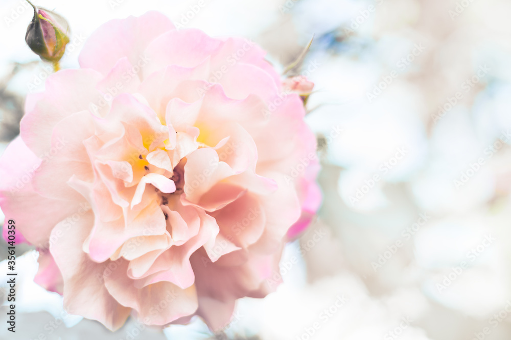 natural floral background pink rose lighting closeup, one rose, framing, frame