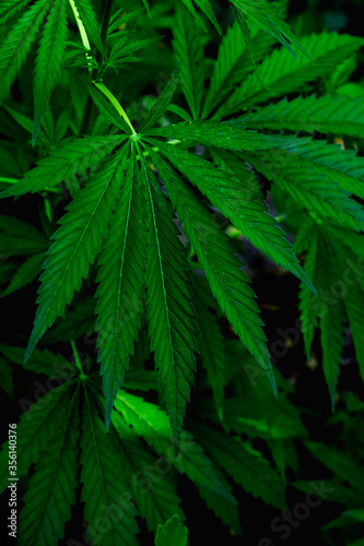 Cannabis Plants Growing.  young leaves of hemp, Texture of Marijuana Plants . background natural. Macro