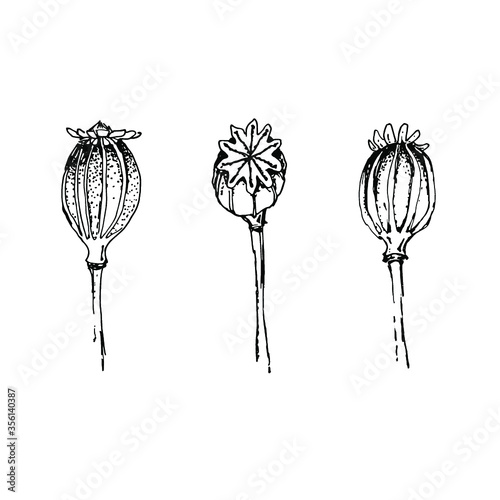 Black poppy heads isolated on white background. Graphic design element.