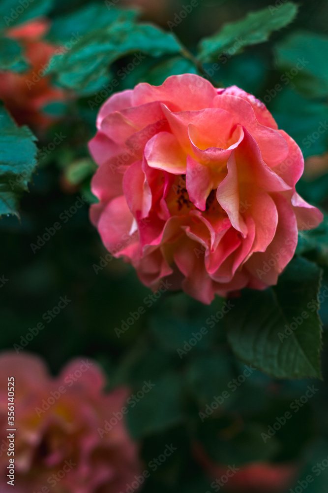 natural floral background scarlet, crimson, rose closeup