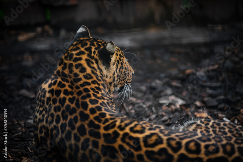 leopard lies. beautiful leopard color