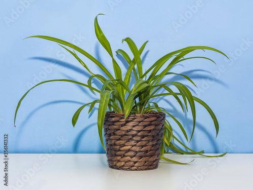 Chlorophytum home plant in pot on blue background photo