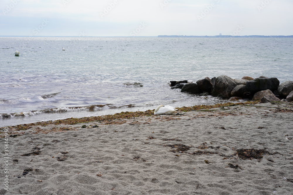 Ostseestrand mt schlafendem Schwan Ostseestrand mt schlafendem Schwan