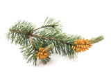Mugo pine branch