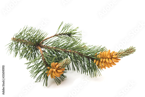 Mugo pine branch