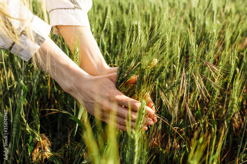 A woman checks the Wheat Crop. Wheat sprouts in the farmer's hand