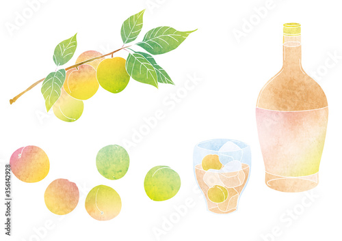 梅の実と梅酒のベクターイラスト（水彩）