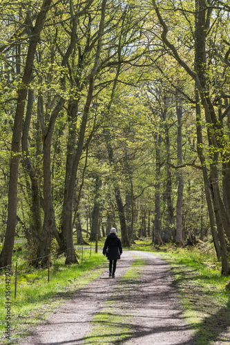 Woman on a walk in a beautiful forest in spring season © olandsfokus
