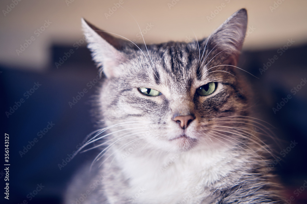 Portrait of a disgruntled cat with an unhappy expression on its face. Serious cat is watching in disbelief, cranky portrait